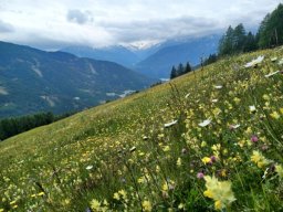 2. Tag - Naviser Almenrunde